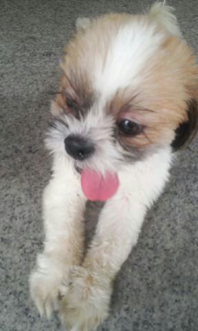 경기도 오산 시츄 남아 보호중요