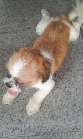 경기도 오산 시츄 남아 보호중요