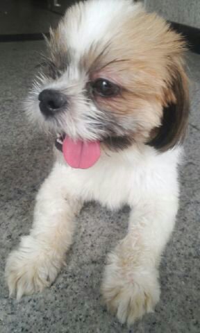 경기도 오산 시츄 남아 보호중요