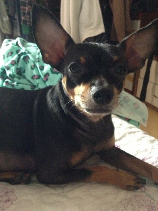 (동대문구 장안동) 미니핀 "까망"이를 찾고 있습니다.