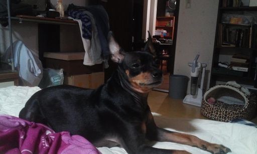 (동대문구 장안동) 미니핀 "까망"이를 찾고 있습니다.