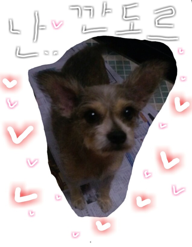 서대문구북가좌동/5세(여)/믹스견 깐돌이를찾습니다.