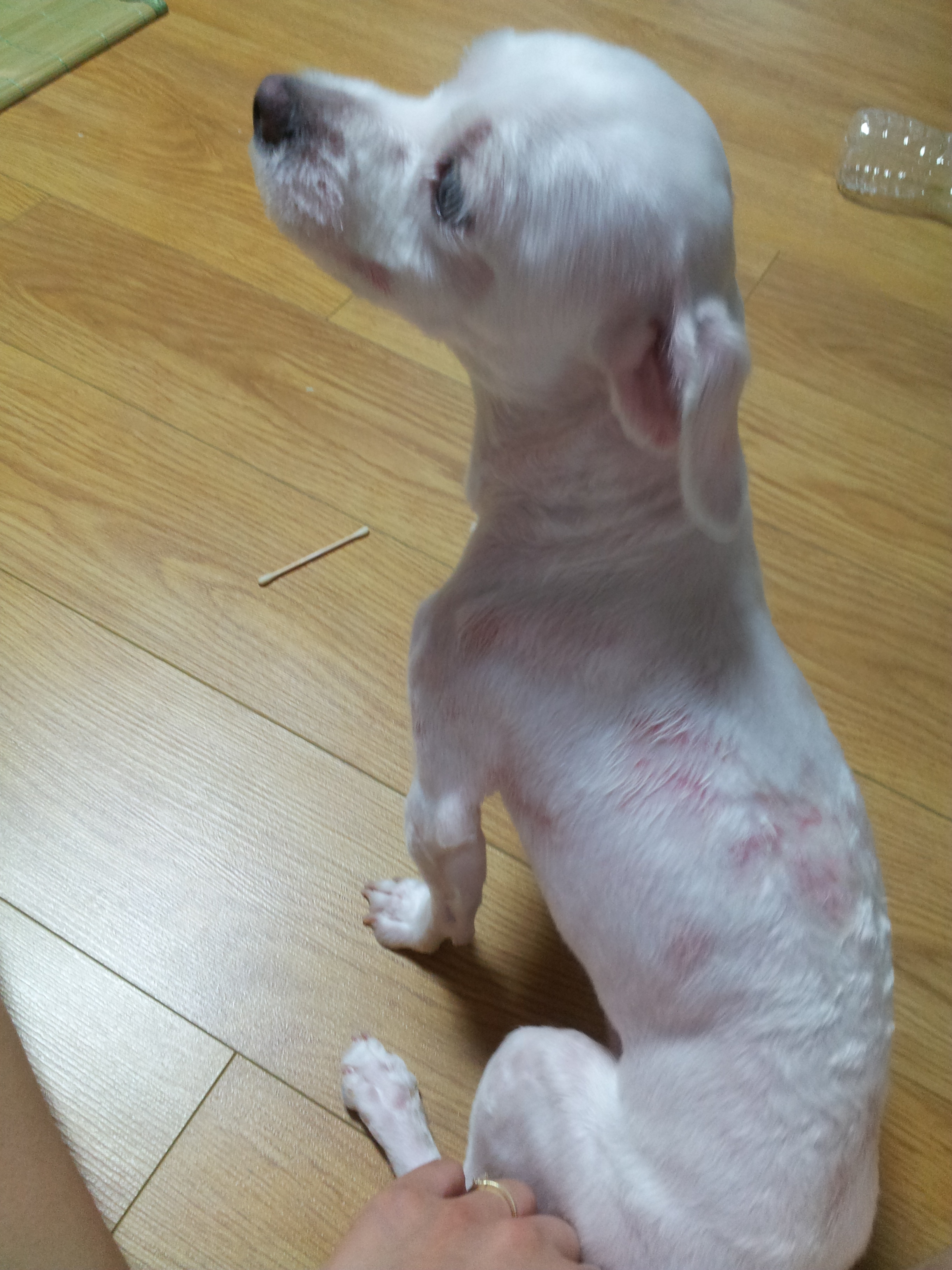 [송파구]말티즈,수컷 찾아요!!!