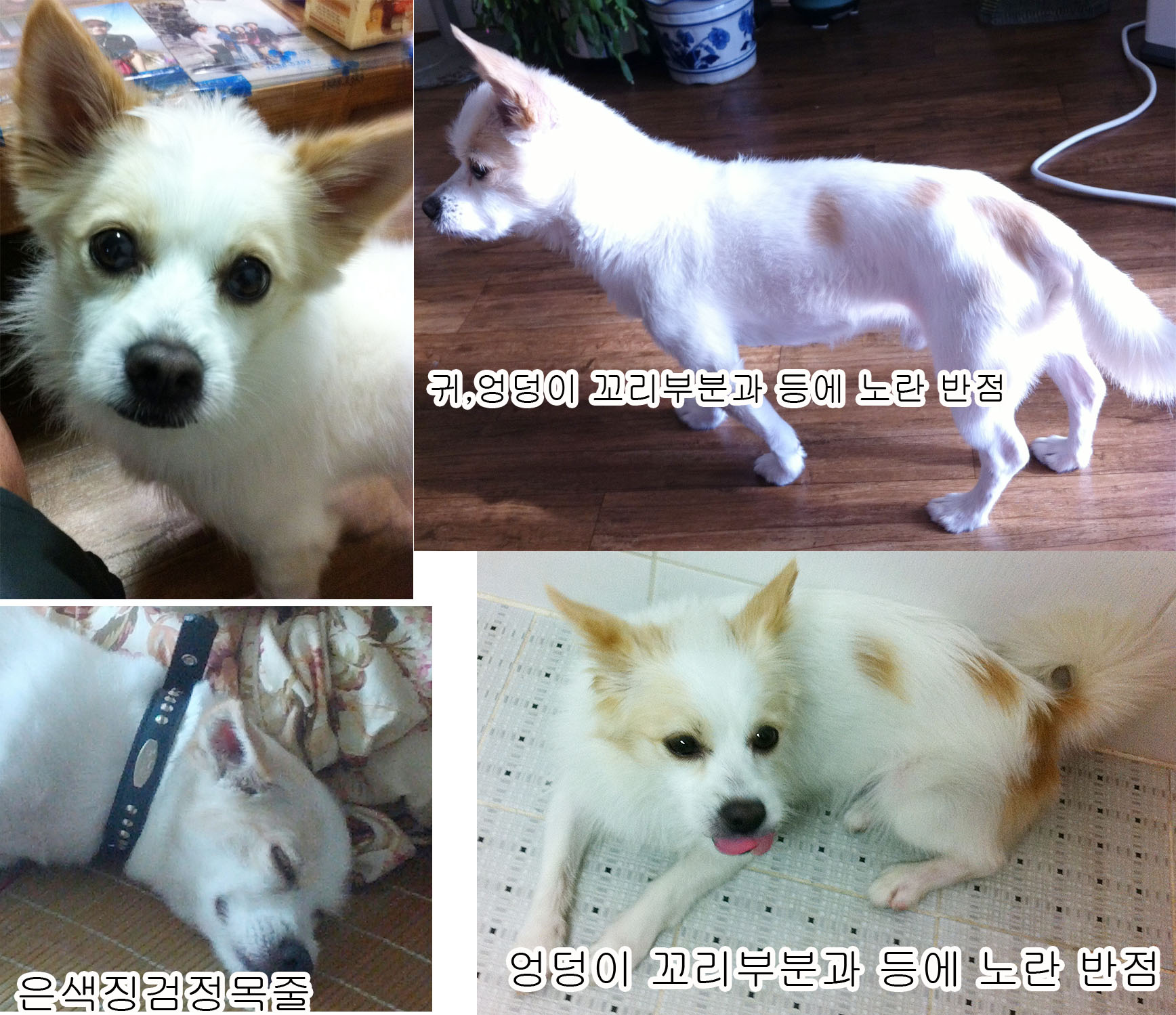 경북 울진군 근처에서 잃어 버렸어요