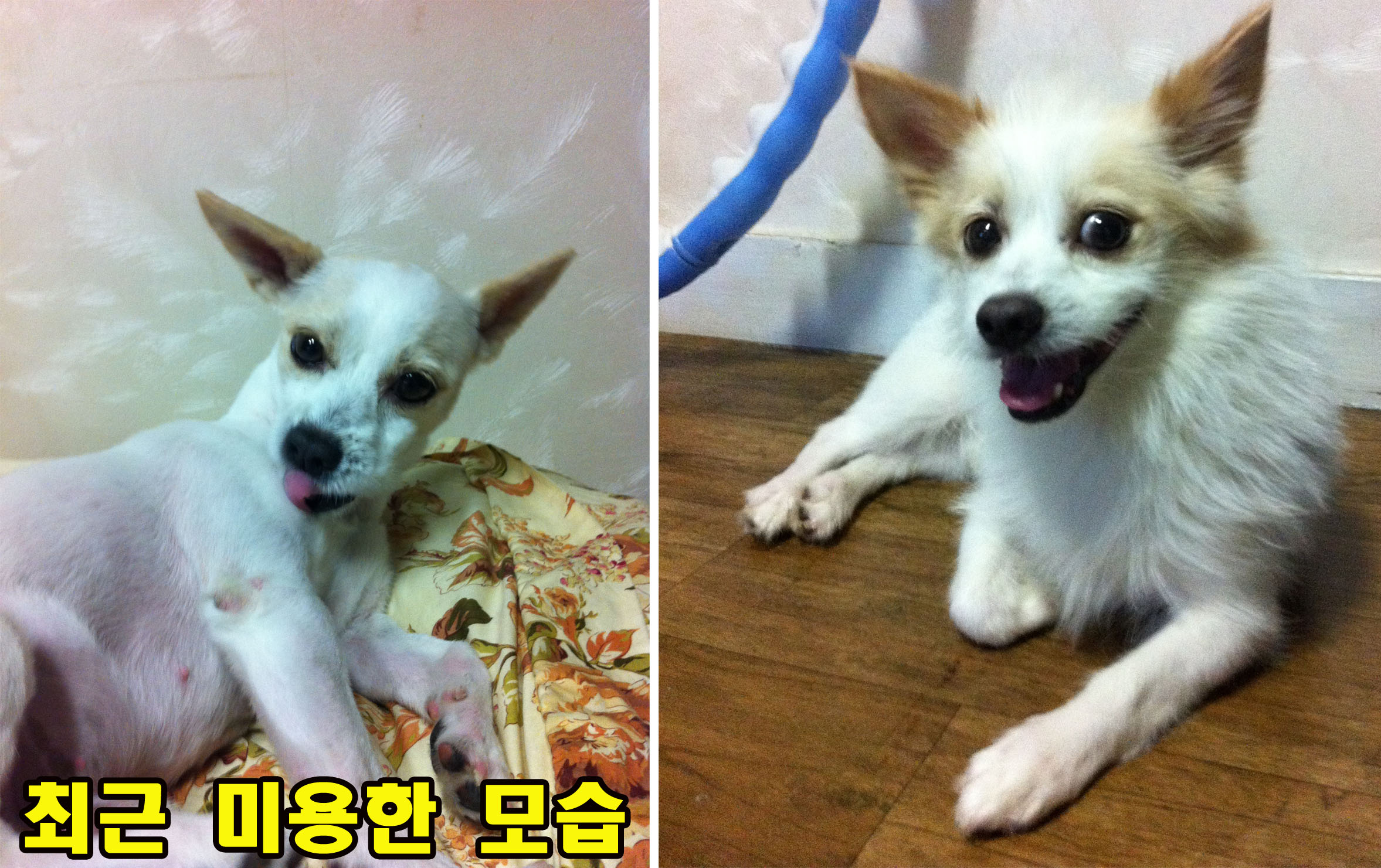 경북 울진군 근처에서 잃어 버렸어요