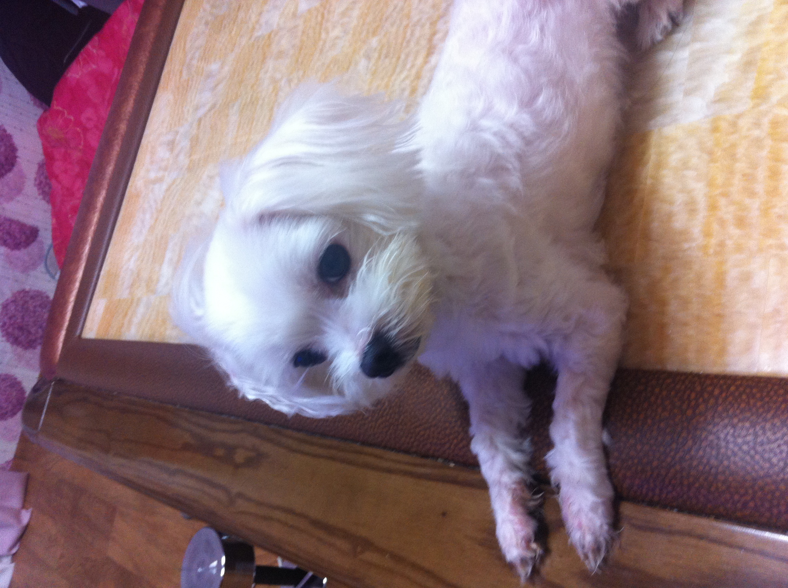 인천남구 주안8동에서 잃어버린 말티즈 암컷 찾고있습니다!!!!!!!