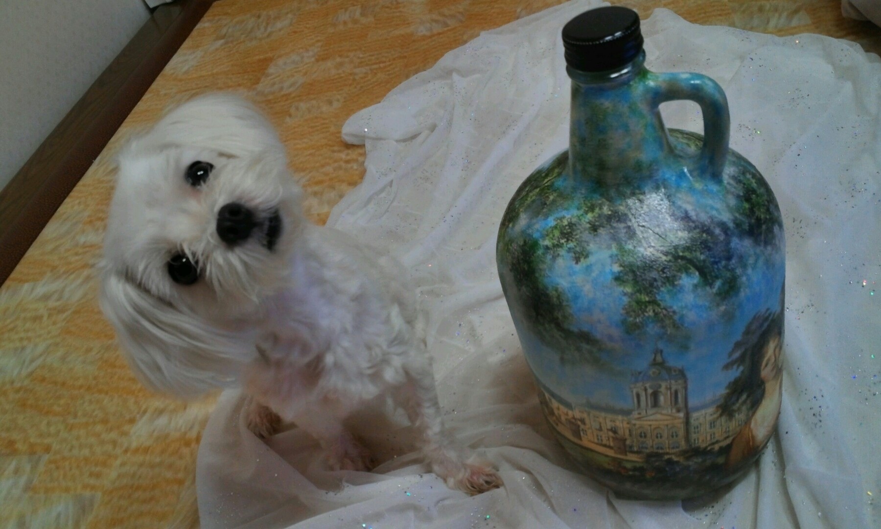 인천남구 주안8동에서 잃어버린 말티즈 암컷 찾고있습니다!!!!!!!