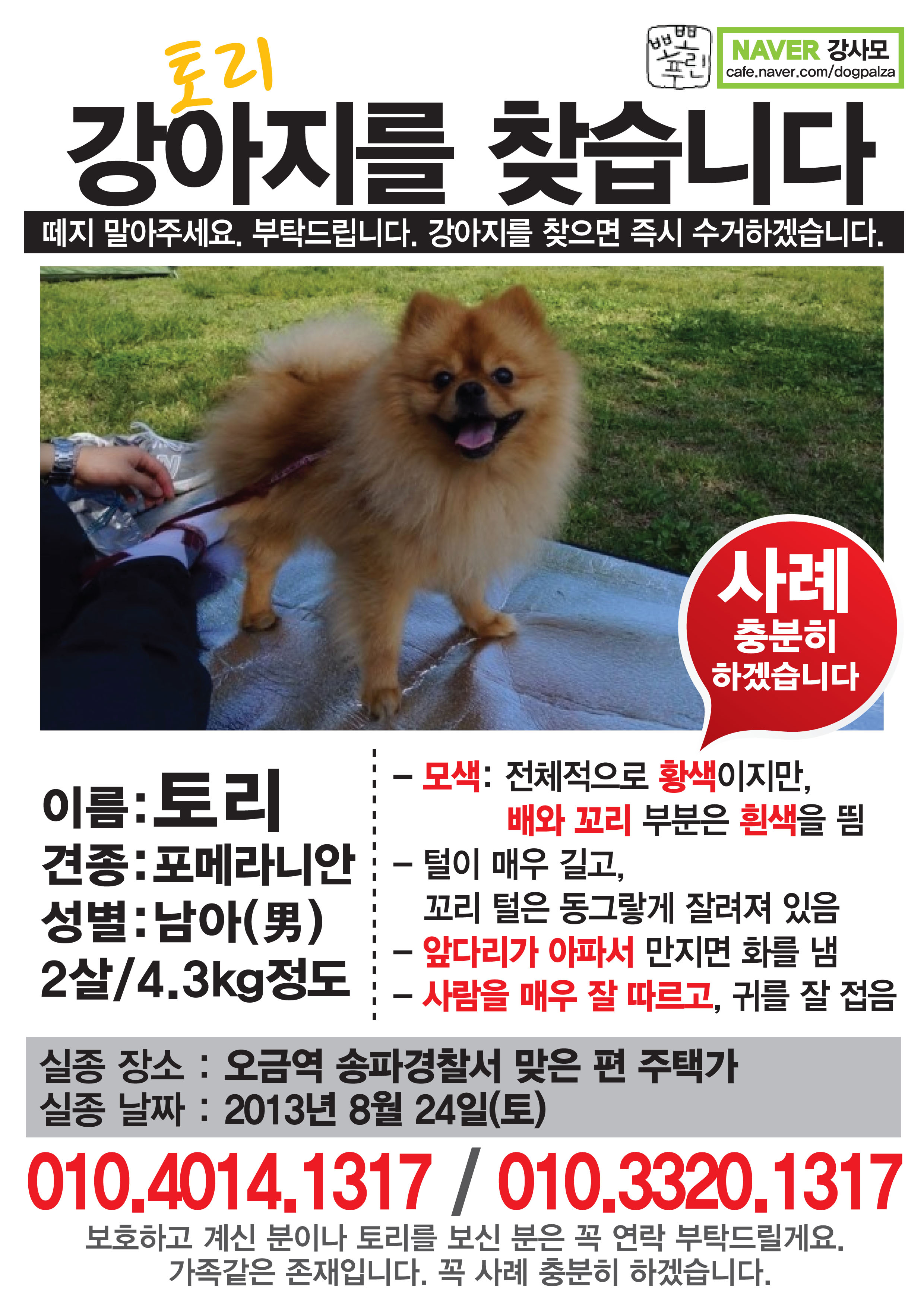 서울 송파구 갈색 포메라니안을 찾습니다.