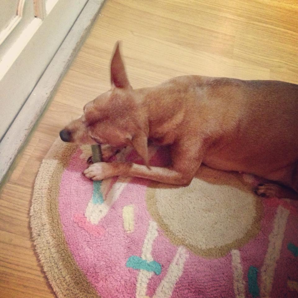 분당 탄천에서 잃어버린 미니핀 찾습니다