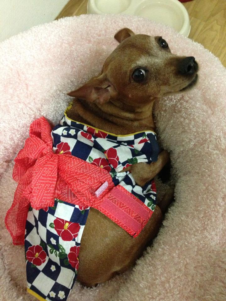 분당 탄천에서 잃어버린 미니핀 찾습니다