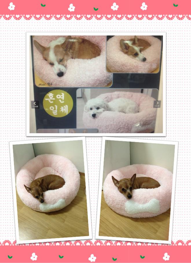 분당 탄천에서 잃어버린 미니핀 찾습니다