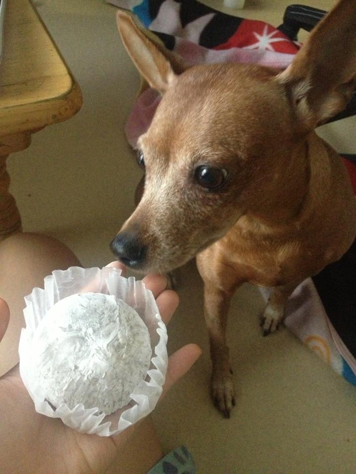 분당 탄천에서 잃어버린 미니핀 찾습니다