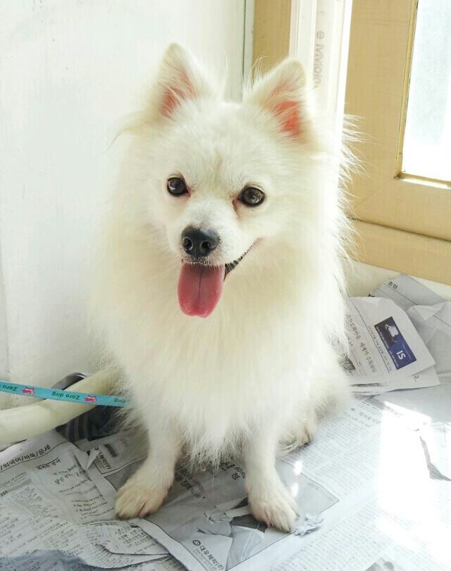 [부산 금정구] 9/1(일) 밤11시30분~자정사이 발견된 스피츠 종 보호중입니다. 