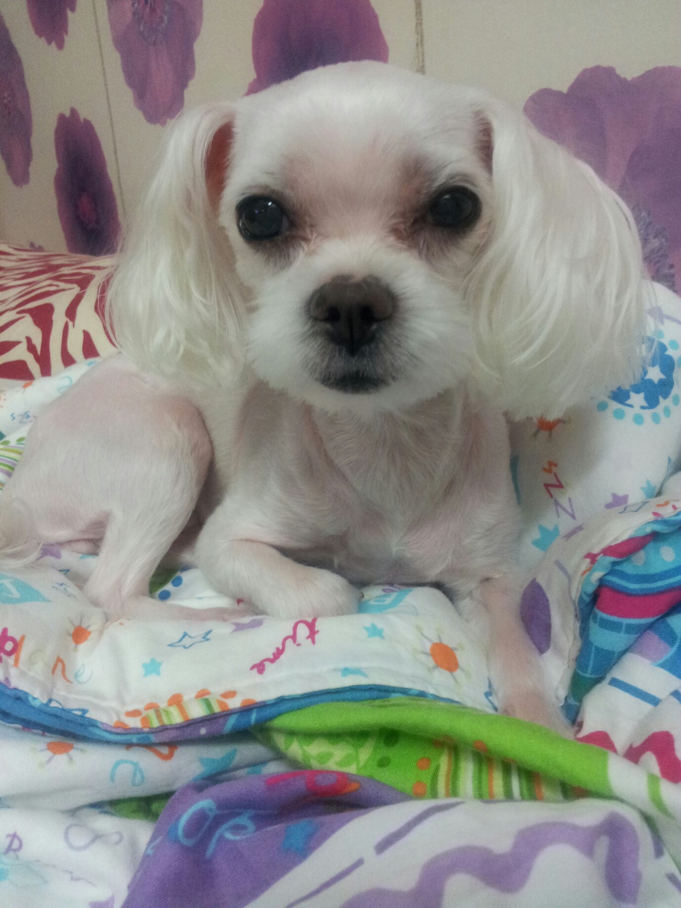 서울시 노원구 상계5동) 말티즈 이슬이를 찾아요..