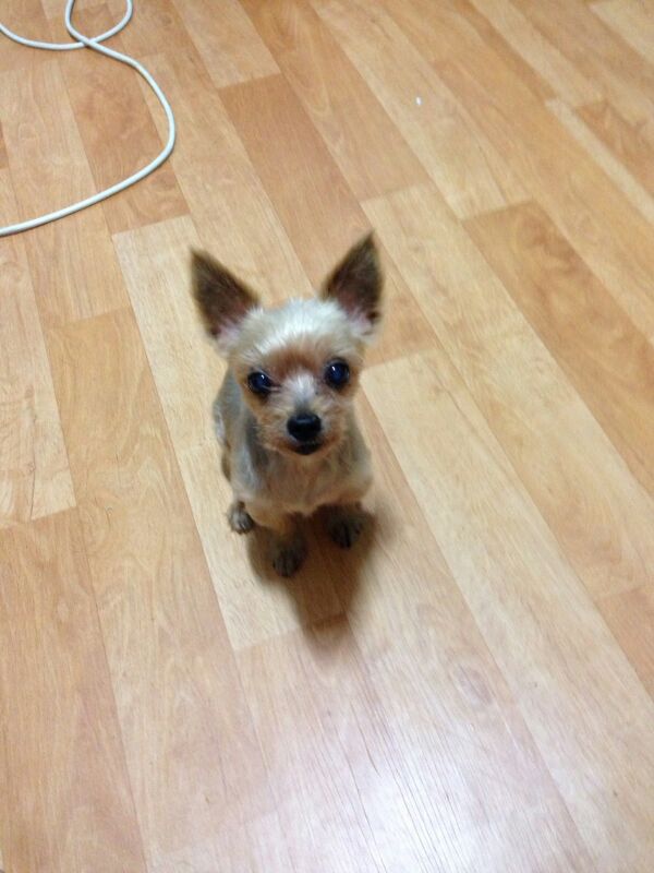 예삐를 찾습니다. (부산)