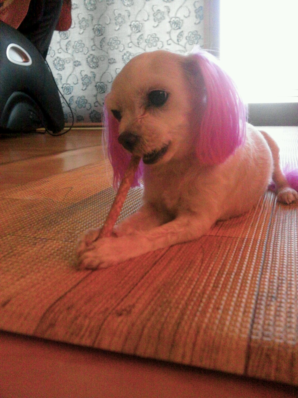 똘똘이를 찾습니다(경북 안동)