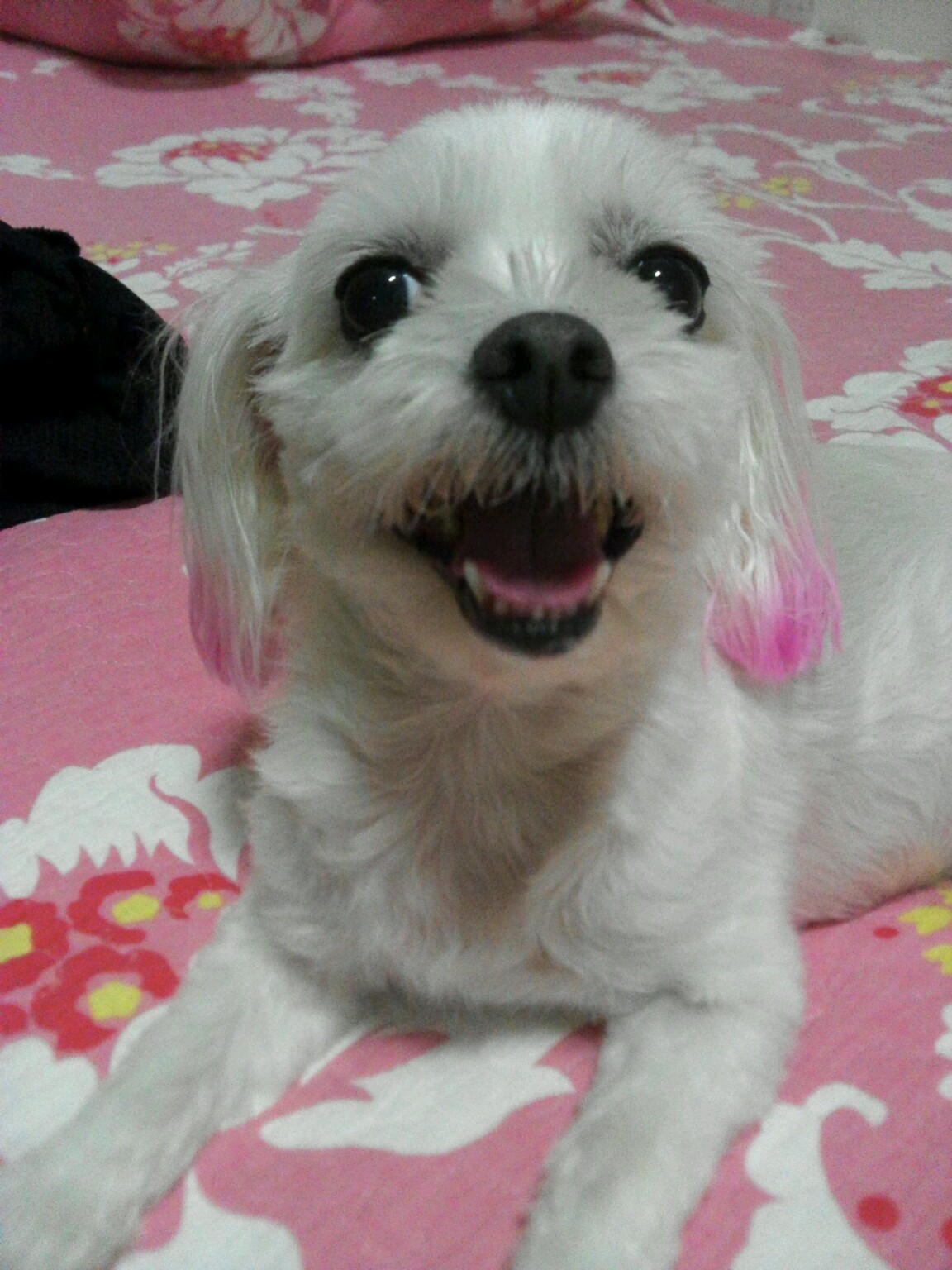 똘똘이를 찾습니다(경북 안동)