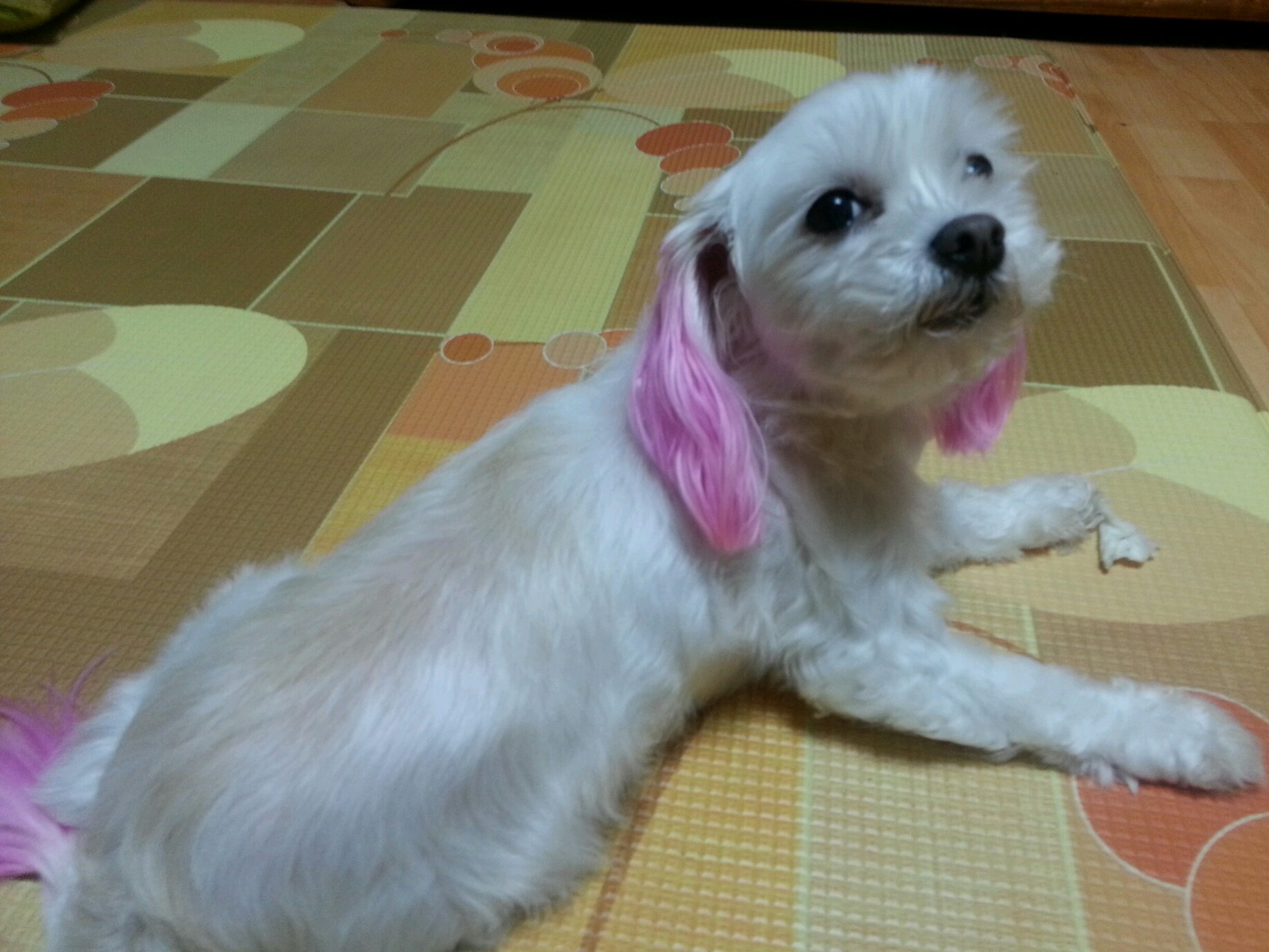 똘똘이를 찾습니다(경북 안동)