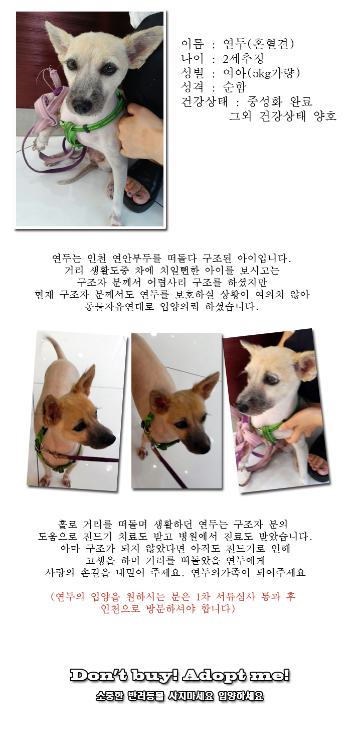 [D13-42관외] 연안 부두를 떠돌아다니던 연두