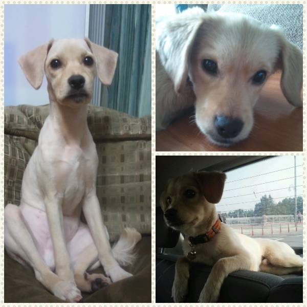 몽이를 찿습니다