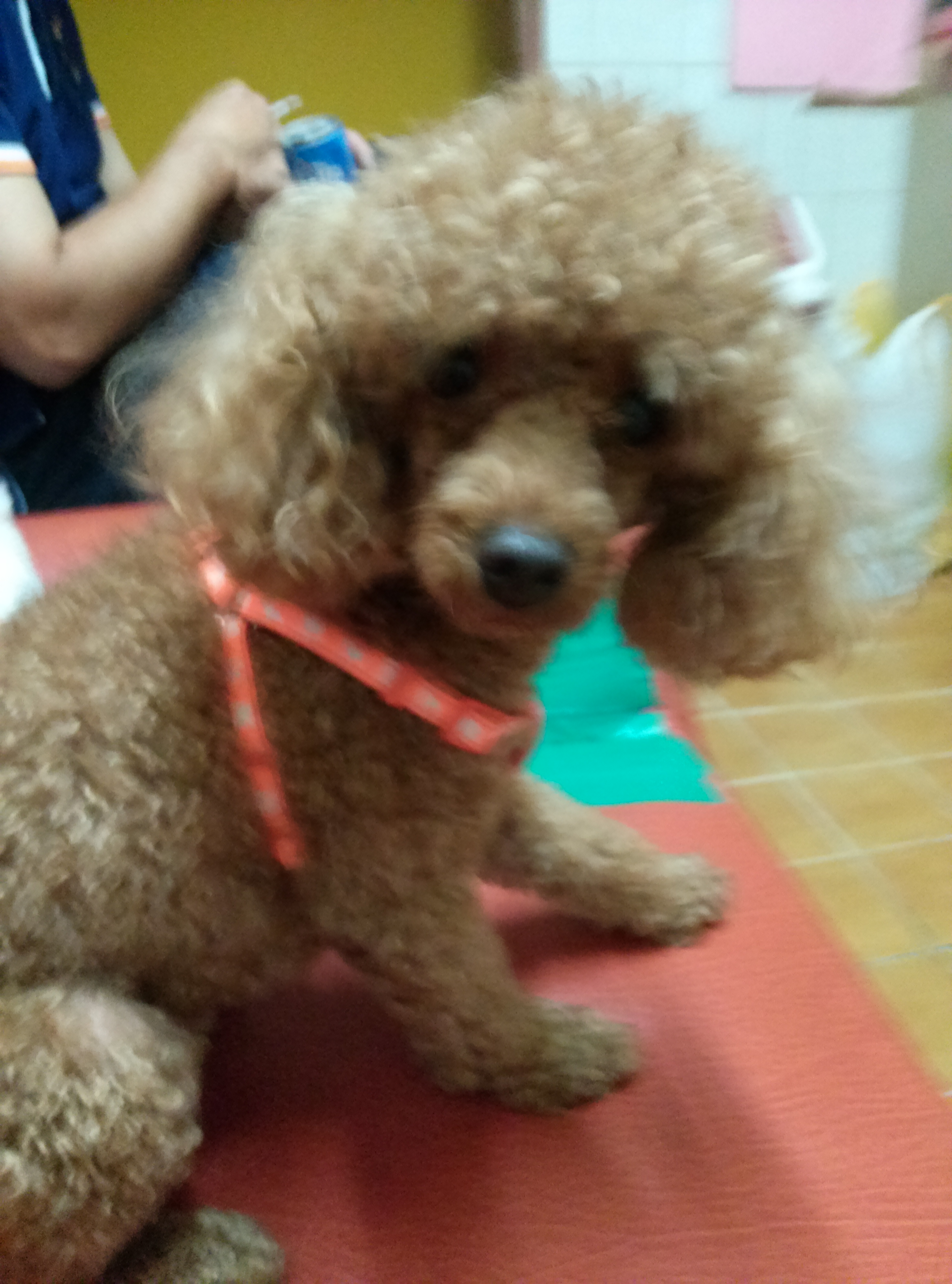 호빵이를 찾습니다.(인천 청천동)