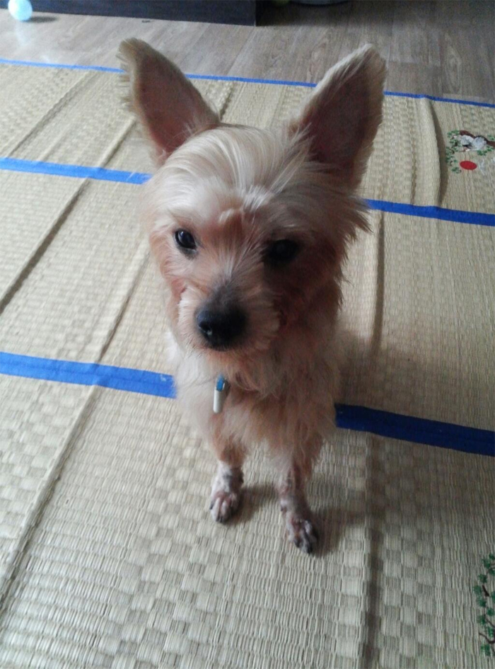 서울 성북구 석관동 요크셔 남아 만복이를 찾습니다.