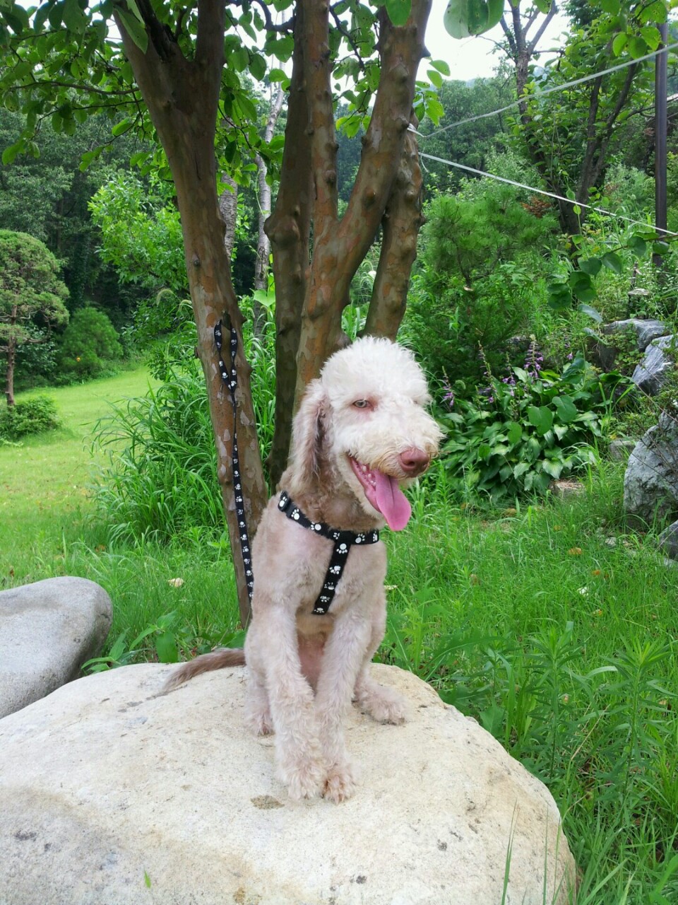 경기도 파주시 가구단지 근처 강아지 찾아요!!