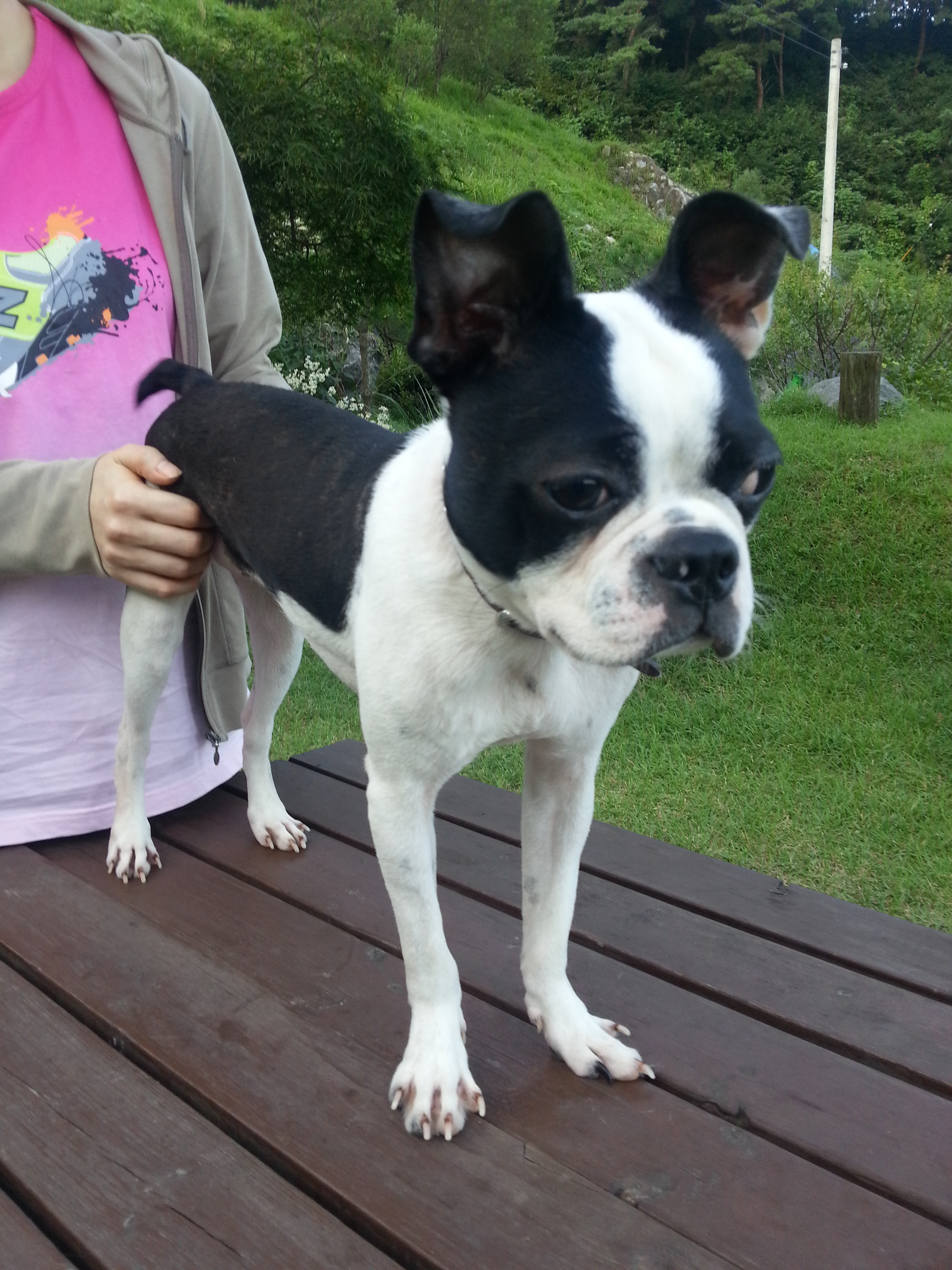 보스턴테리어 보호중입니다(경기도 양평)