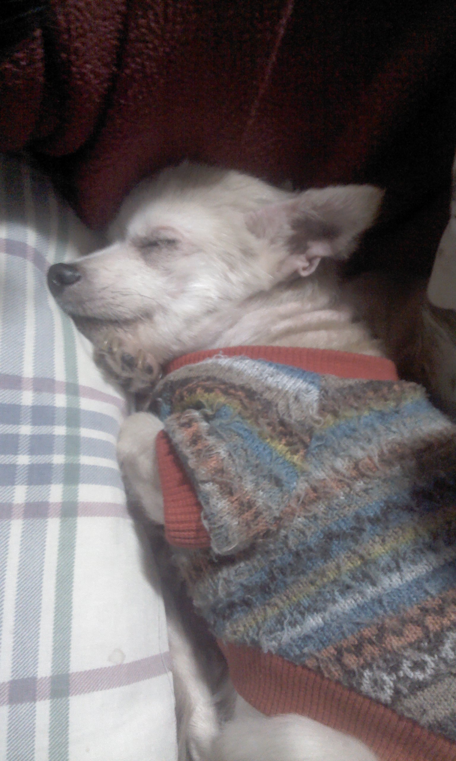 서울시 성북구 돈암1동 삼성아파트 109동 단지에서 잃어버린 강아지를 찾습니다.