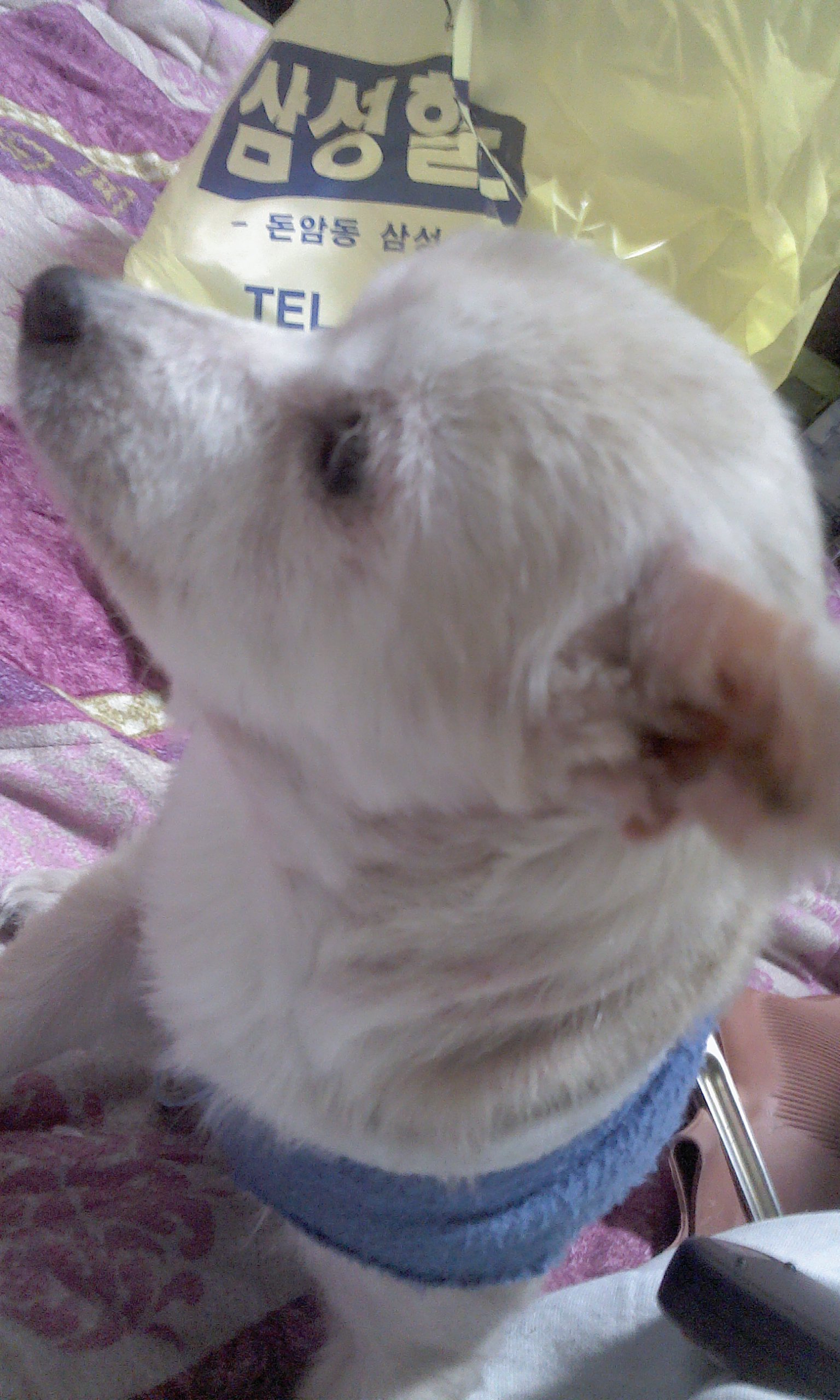 서울시 성북구 돈암1동 삼성아파트 109동 단지에서 잃어버린 강아지를 찾습니다.