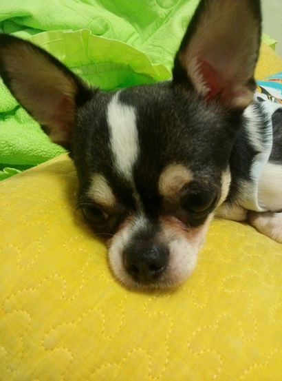 서울 종로구 숭인동 치와와를 찾습니다