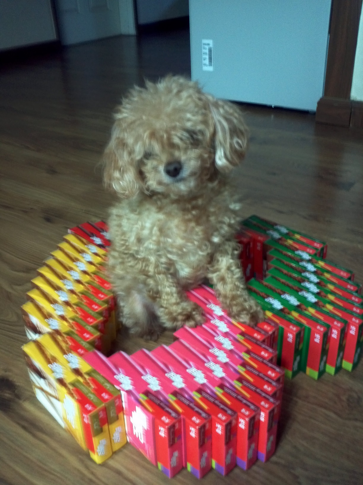 상계동 현대4차@ 근처에서 잃어버린 강아지를 찾습니다.