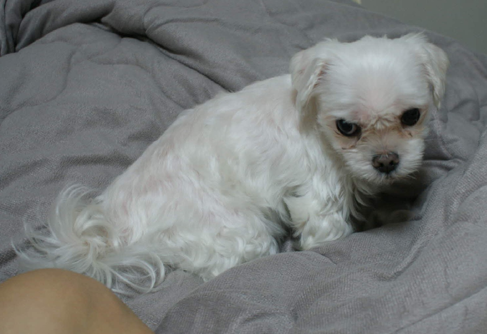 대전 중구 문화동/9.19/말티즈 찾습니다.