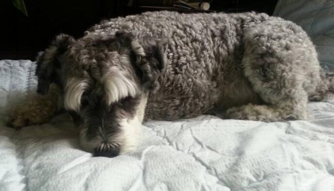 강남구 청담동 우리 짱아를 찾아요!!(슈나우져 수컷)