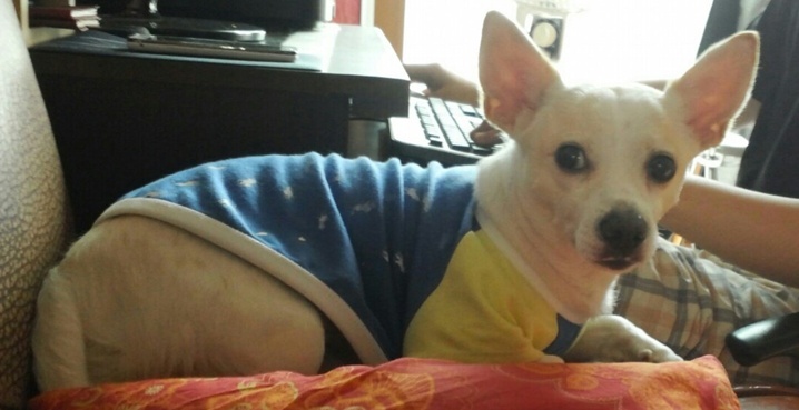 경기도 군포시 대야미동에서 흰색 수컷 믹스견 실종되었어요. 