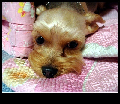 중계3동 목화아파트 요크셔테리어 다래를 찾습니다.