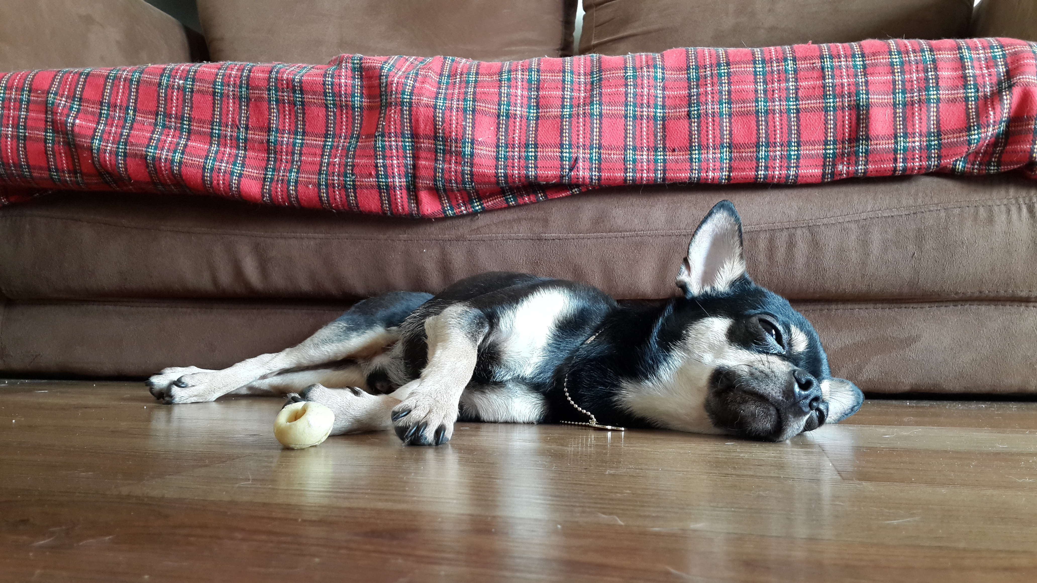 대전 신탄진 블랙탄 치와와 찾습니다