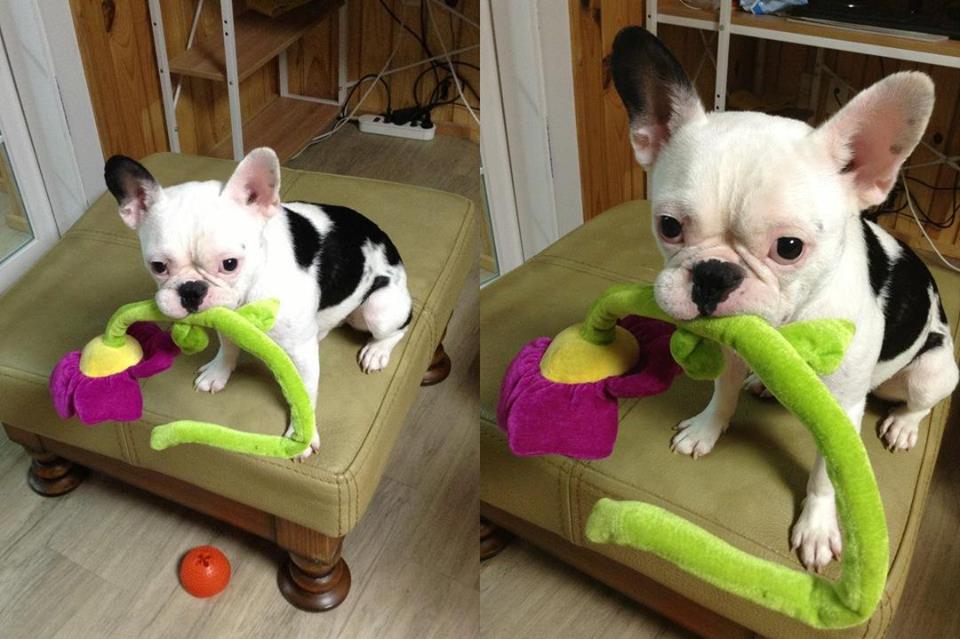 대구 가창에서 프랜치 불독 울라를 찾습니다.