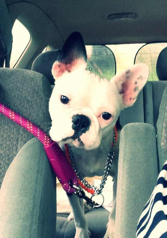 대구 가창에서 프랜치 불독 울라를 찾습니다.