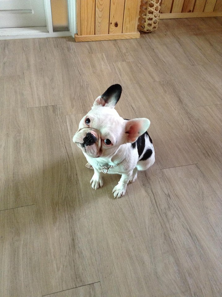 대구 가창에서 프랜치 불독 울라를 찾습니다.