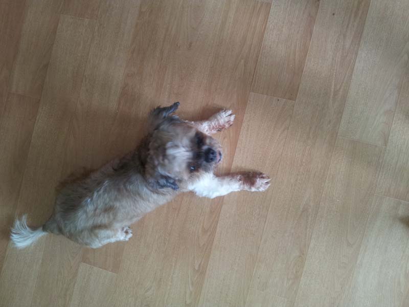 대구남구봉덕동 해피를 찾습니다