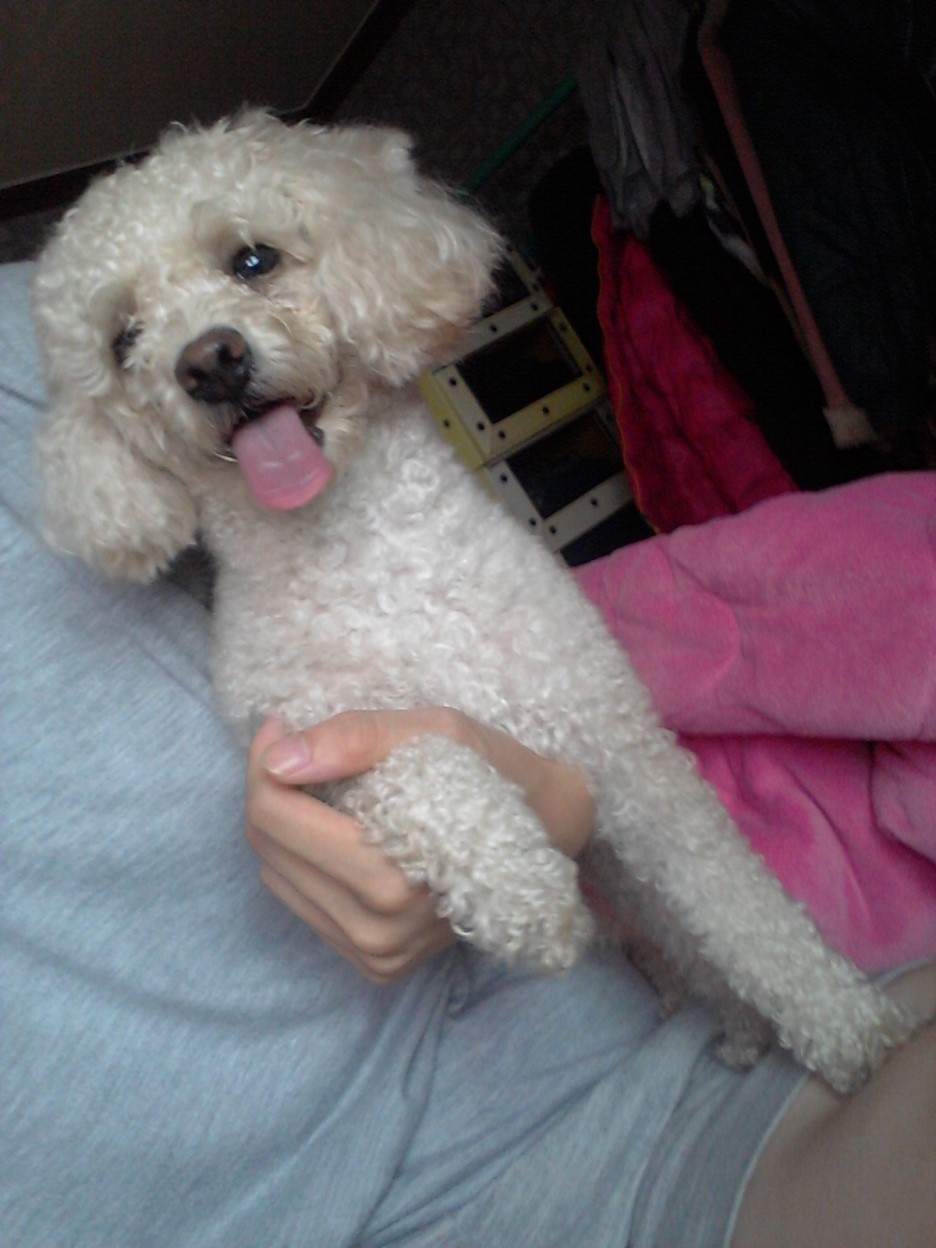 울산 푸들여아 (중구&남구 태화강변)에서 발견 보호중입니다. 