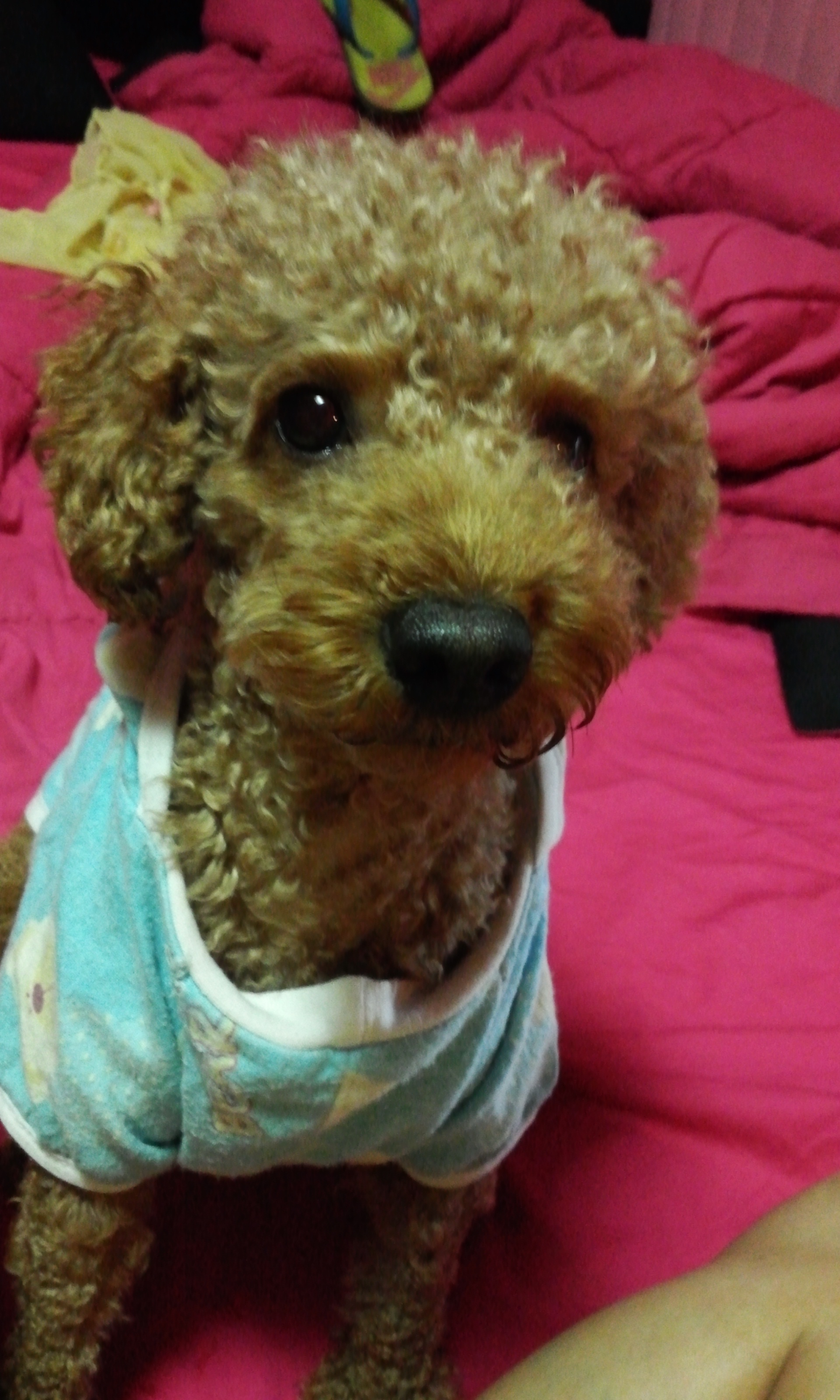 대전.서구 복수동 애프리푸들 남아