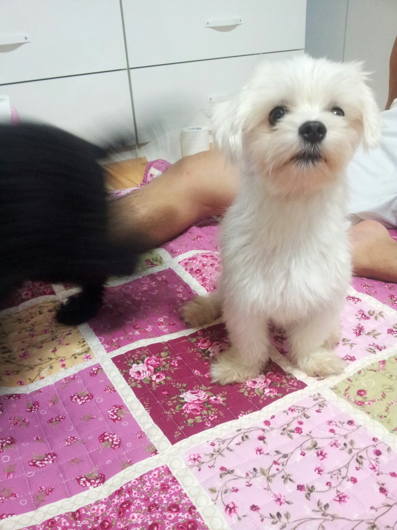 서울 면목2동 말티즈남아 두살 찾아요