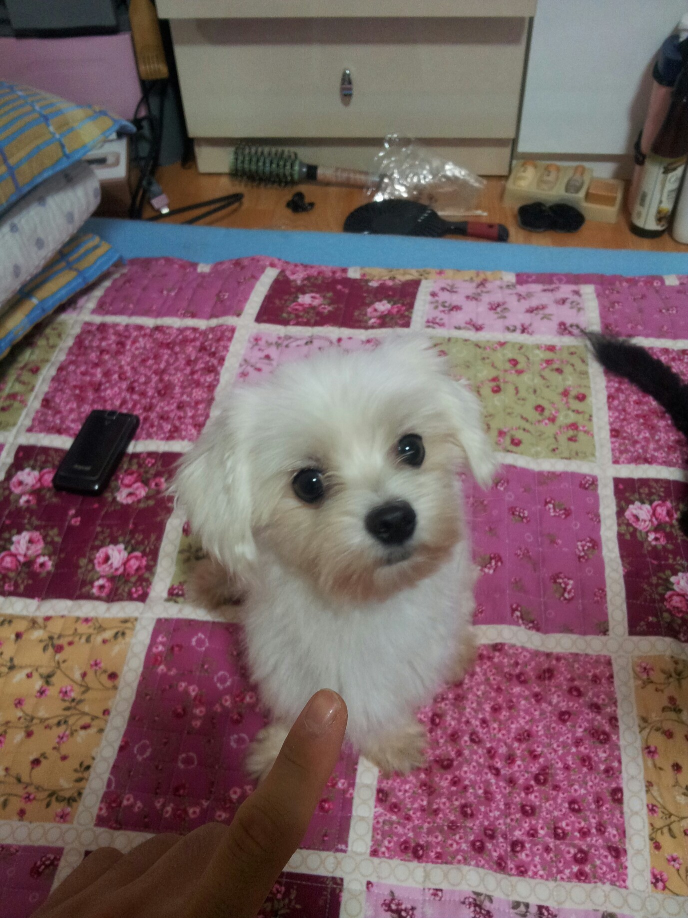 서울 면목2동 말티즈남아 두살 찾아요