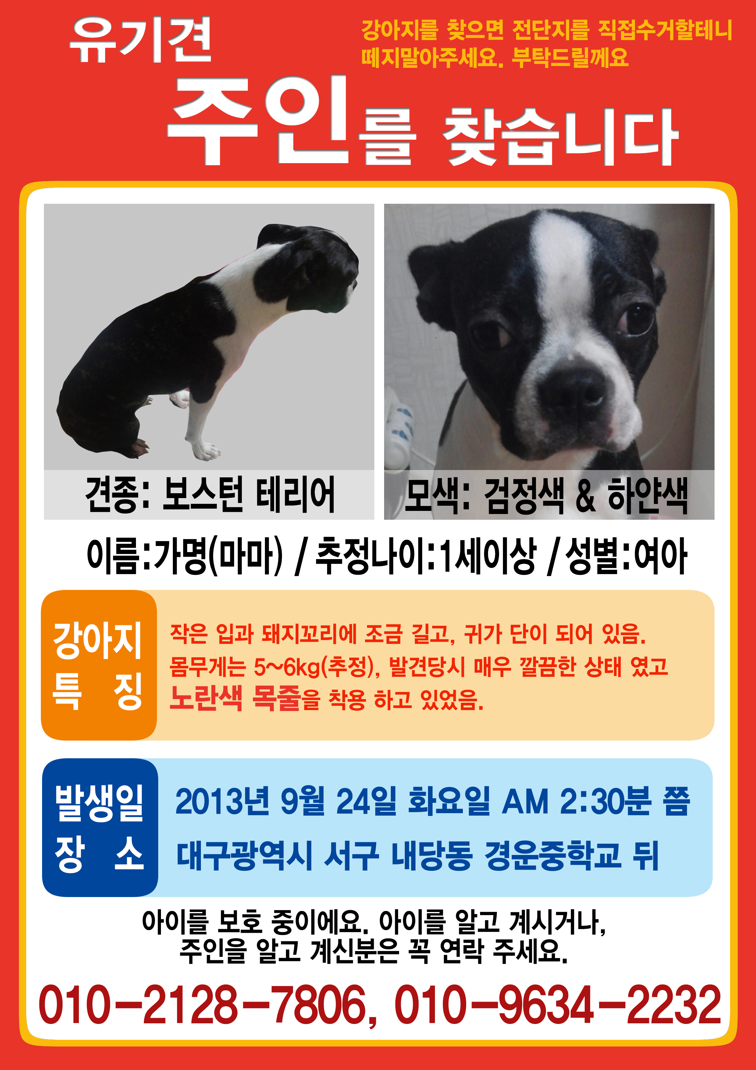 대구시 서구 내당동에서 발견한 보스턴테리어 여아의 부모님을 찾습니다