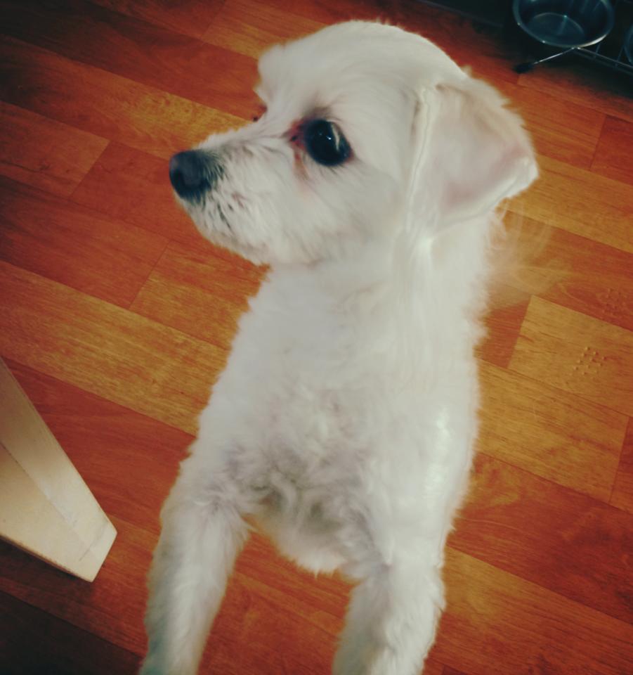 일산 덕양구 행신동에서 말티즈 (수컷) 찾습니다.