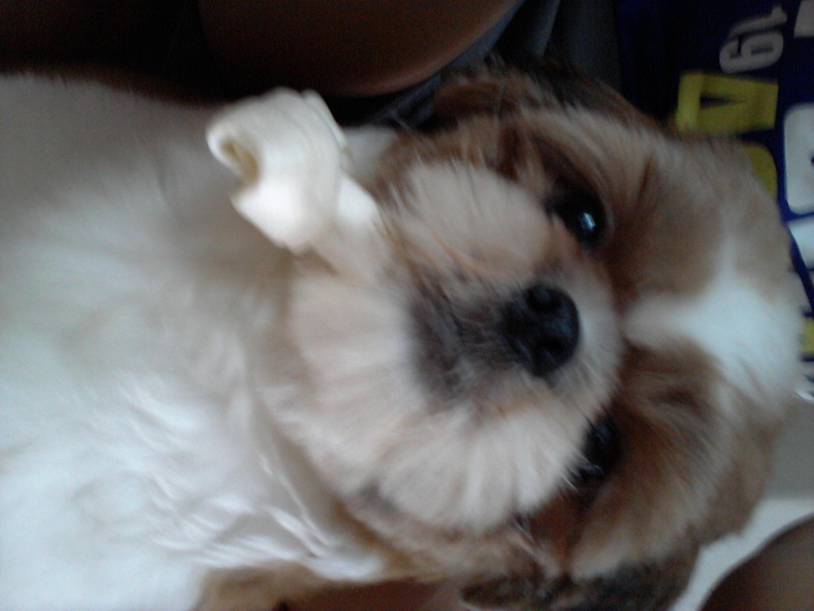 저희 초코(시츄)를 찾습니다 