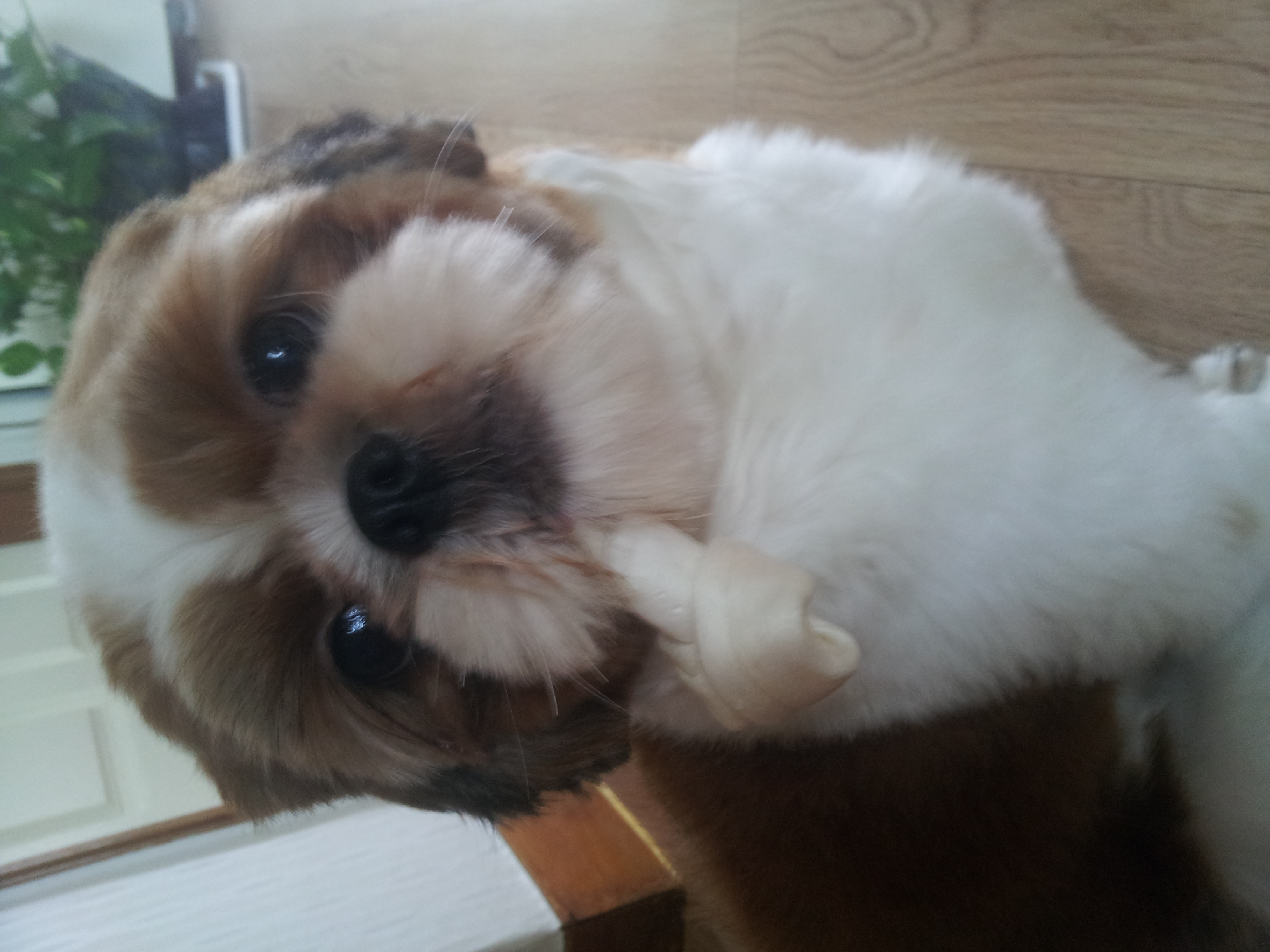 저희 초코(시츄)를 찾습니다 