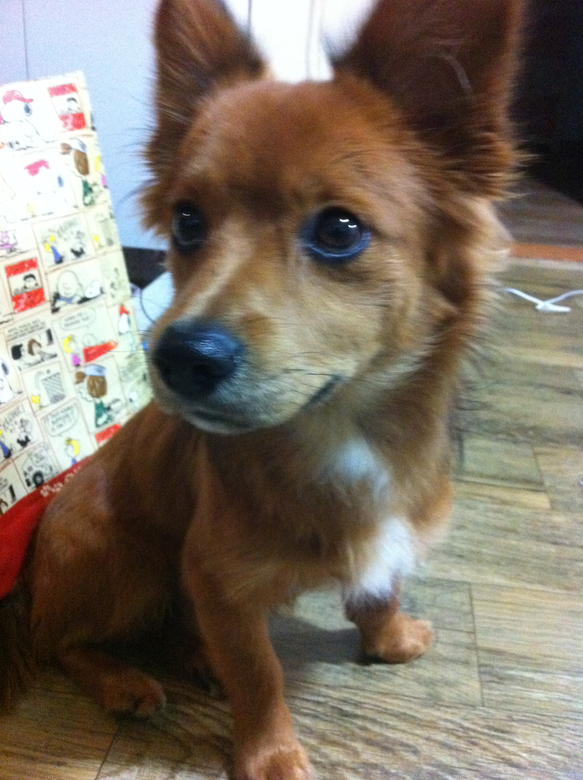 부산시장전동에서 발견한 갈색견 보호하고 있습니다